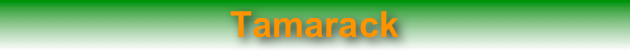 Tamarack
